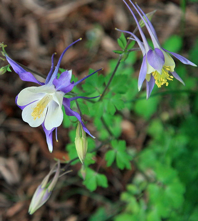 columbine