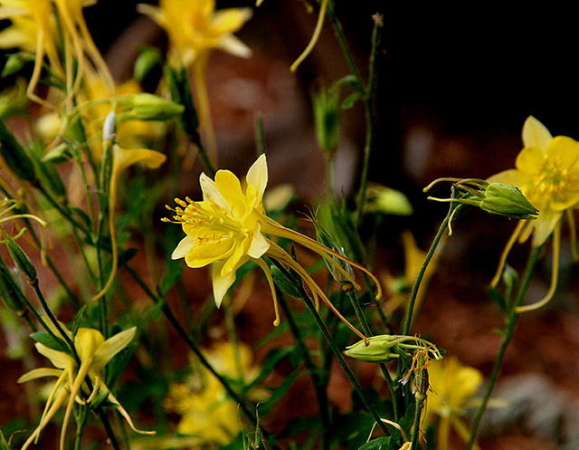 columbine3