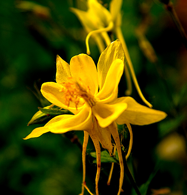columbine4