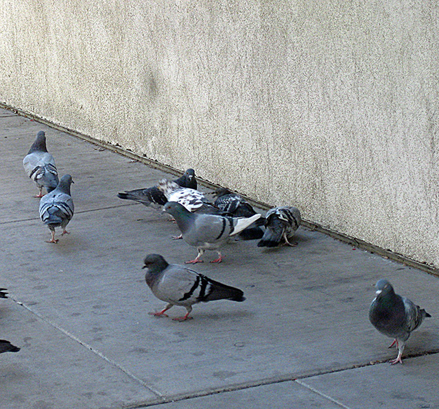 pigeons.jpg