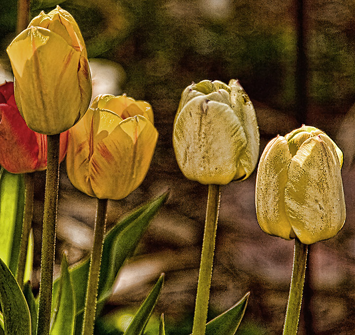 topaz-tulips