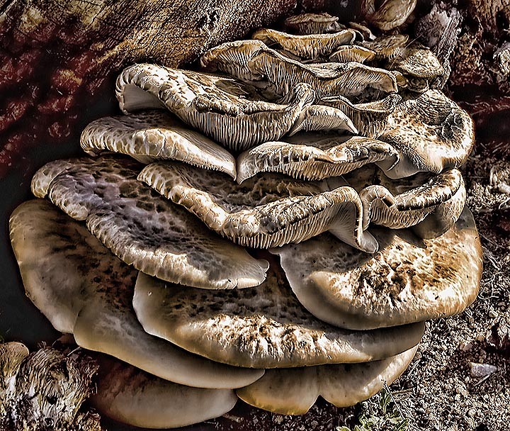 mushroom