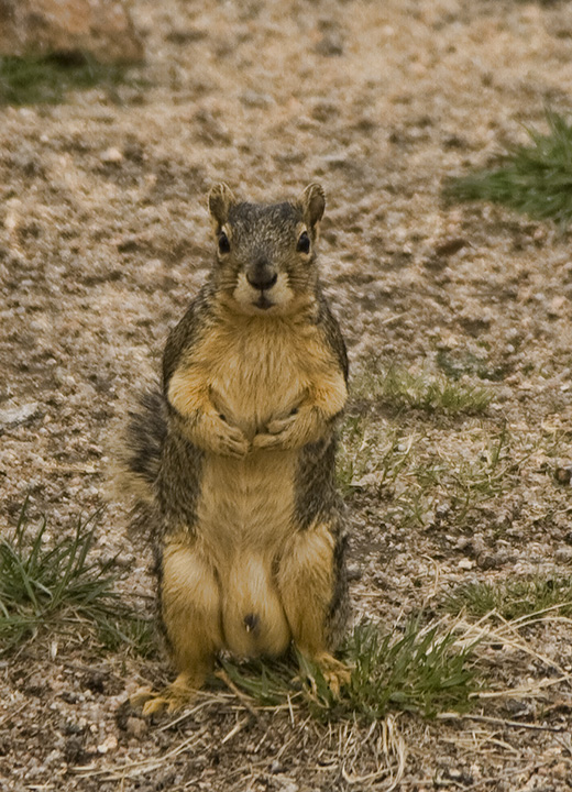 squirrel