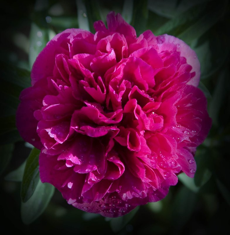 peony