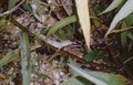 GeckoPal.jpg