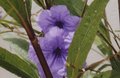 Flowers.jpg