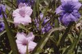 Flowers 002.jpg