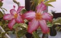 Flowers 003.jpg