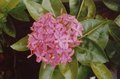 Flowers 004.jpg