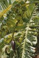 Fruits 001.jpg