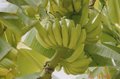 Fruits.jpg