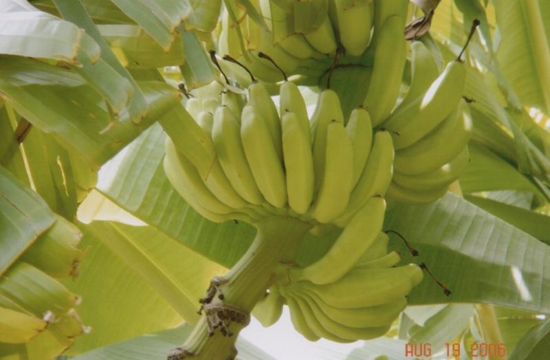 Fruits.jpg