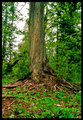 the giving tree