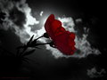 midnight forever