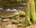 Moss and Stream