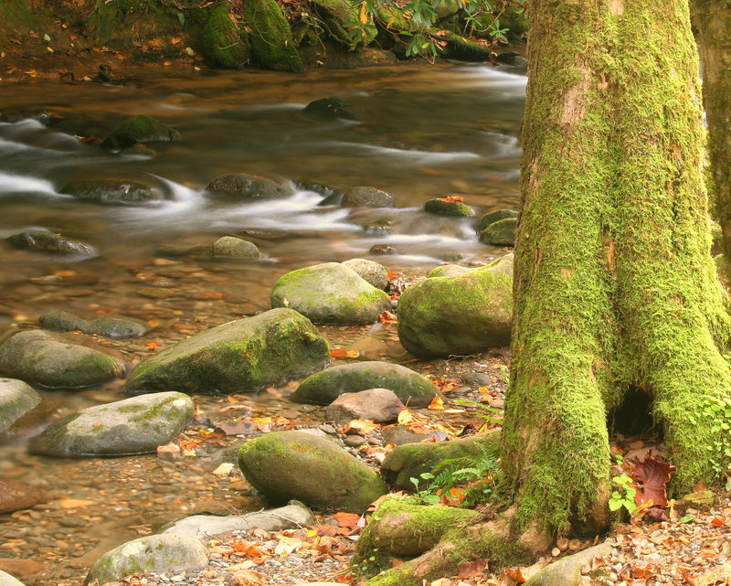 Moss and Stream