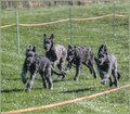 Puppy Fun Run