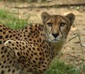 Cheetah_0024