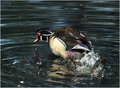 Wood Duck Ecstasy