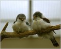 Pygmy Falcons