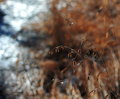 Sea Oats, Winter