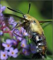 Snowberry Clearwing Moth Macro