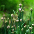 Chives