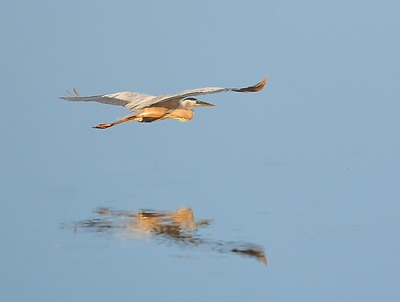 Glowing Heron