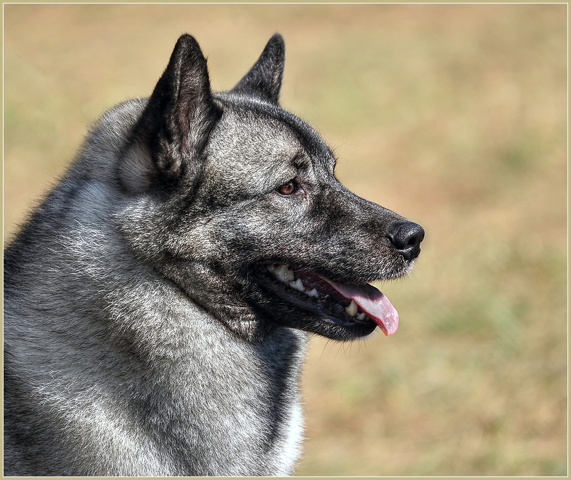 Norwegian Elkhound