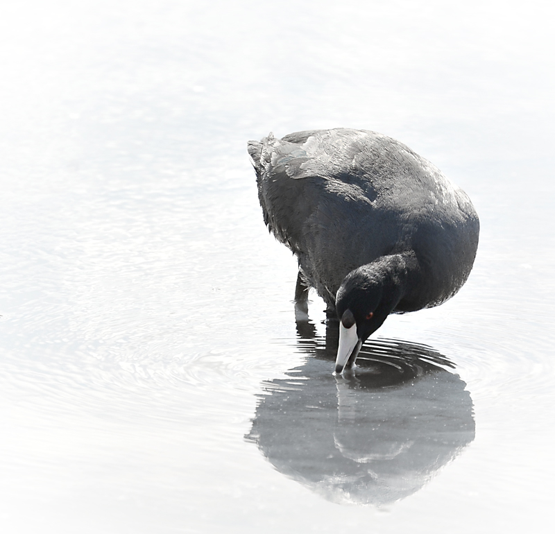 Coot