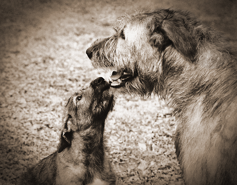 I Love You, Mama