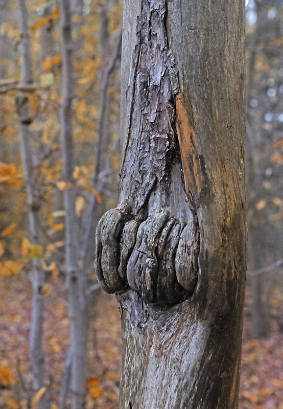 Knotted
