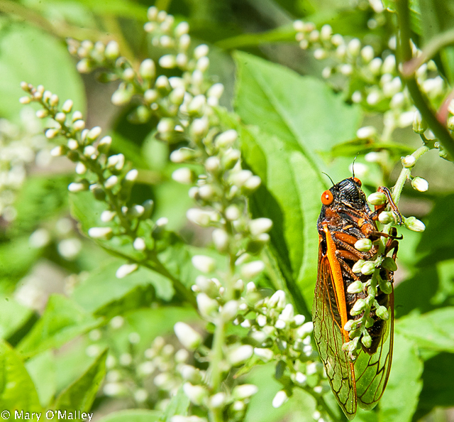 Cicada!