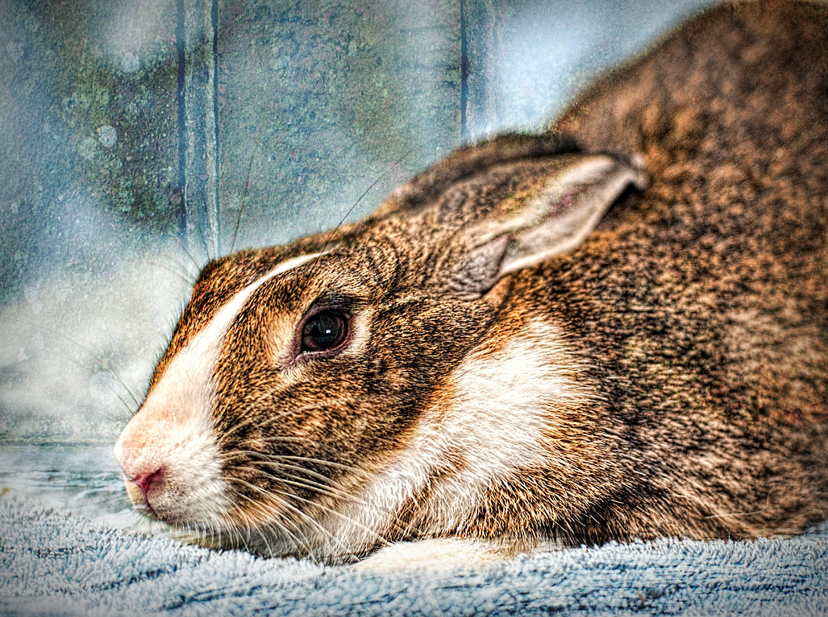 Grunge Bunny