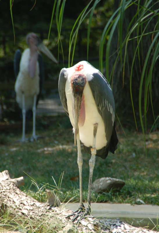 Despairing Stork