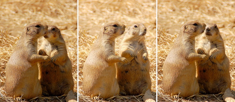 Neighborhood Gossips