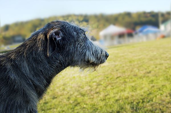 Day 8 - Sighthound