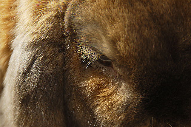 Day 16 - George the Bunny