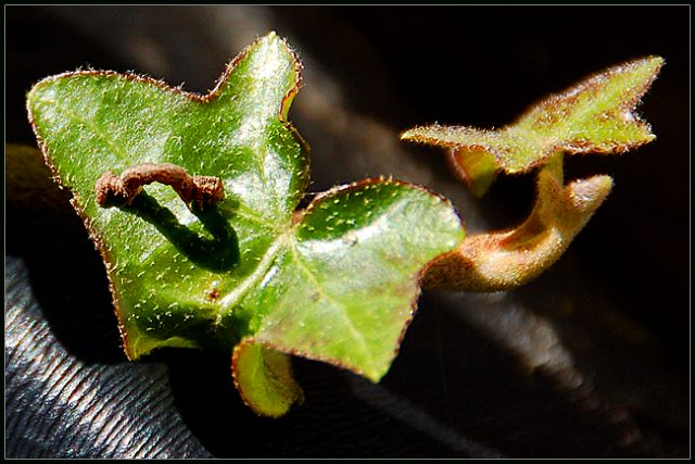 Inchworm Measuring Ivy