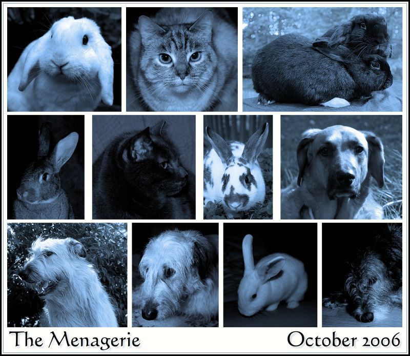 The Menagerie