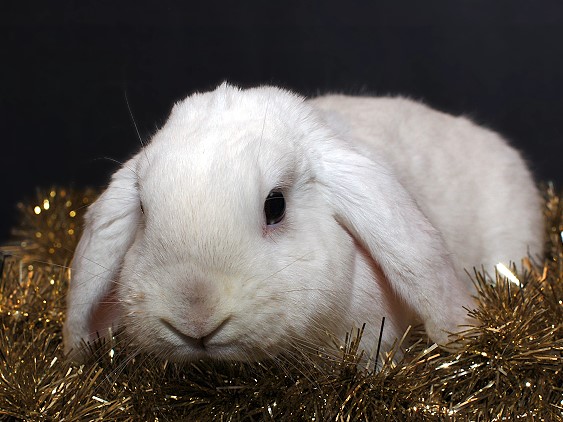 Christmas Rabbit