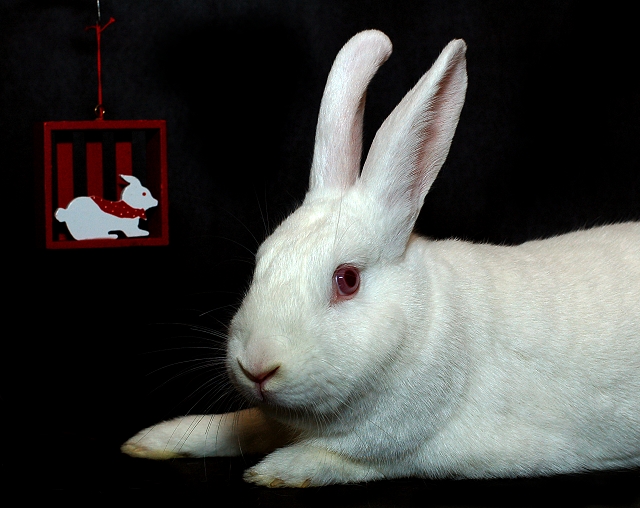 Rabbit Ornament and Rabbit