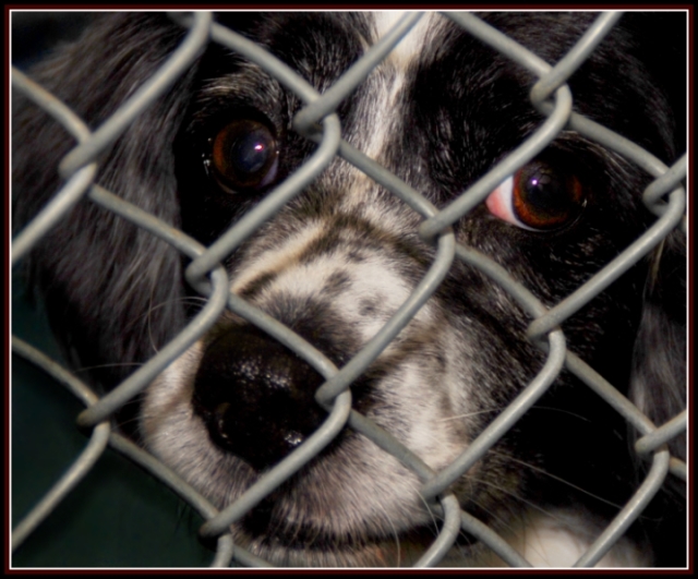 At the Pound