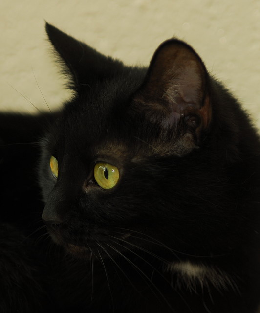 Alice at the Window