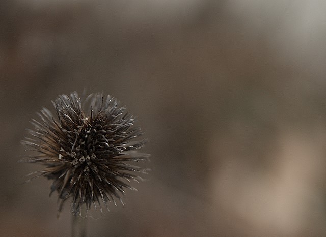 The Remains of the Coneflower