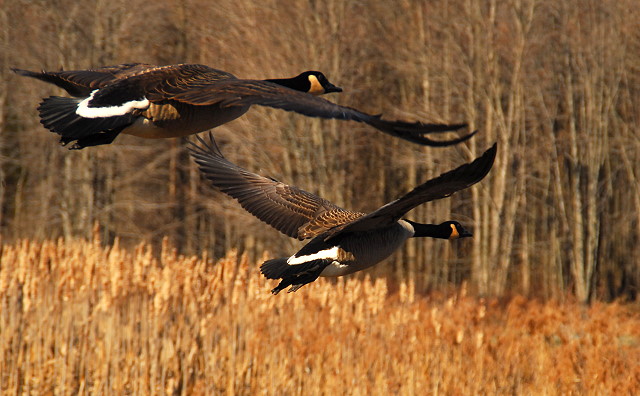Pair o' Geese