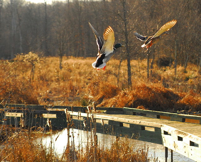 Ducks' Liftoff