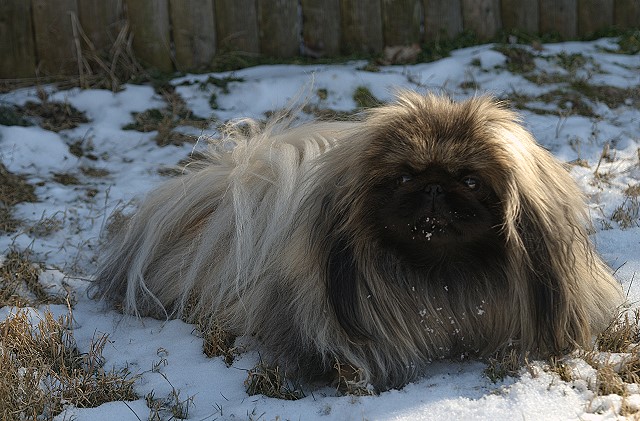 A Tiger in Winter