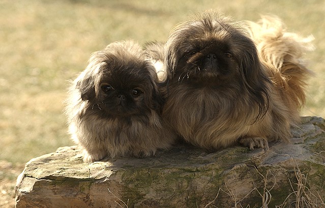 Famiily Portrait