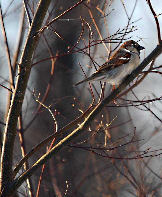 Another Sparrow